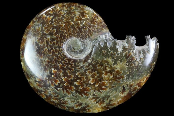 Polished, Agatized Ammonite (Cleoniceras) - Madagascar #97250